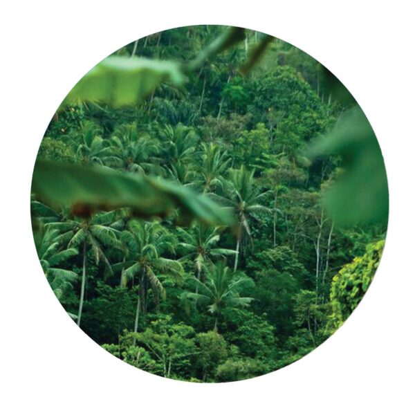 PALMS009 - B Side Promo Vanished