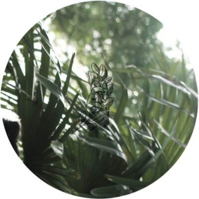 Botanic House Vol. II - Monstera Deliciosa