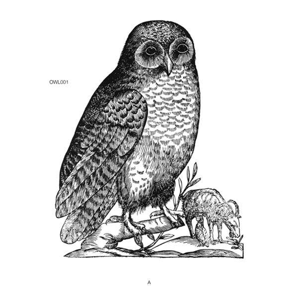 Untitled [Owl 001]