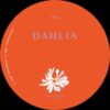DAHLIA994