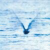 CS709097-01A-BIG Mellow Dream