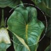 The Metamorphosis of Plants
