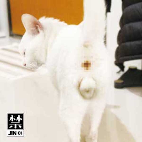 JIN001 JIN 01