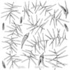 OCR001 2 Dagger / Hakea