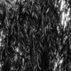 USTORY001 2 Understory 001