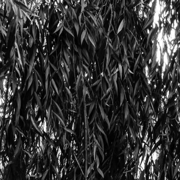 USTORY001 2 Understory 001