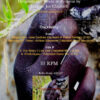 Ancestral Food & Audio Medicine