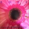 Rebirth Of Gerberdaisy