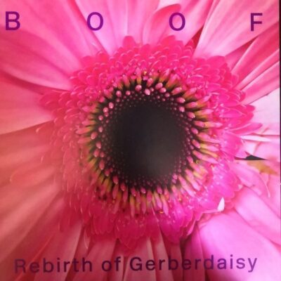RBBTLP3 Rebirth Of Gerberdaisy