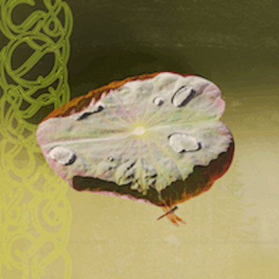 Limpet Minds