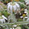 Earthseed