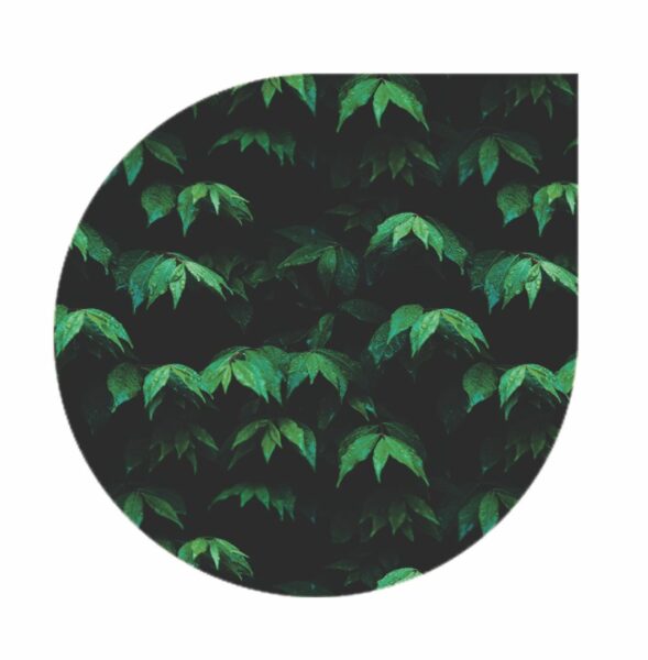 Tree House Rhythms