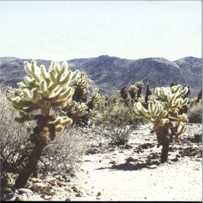 Due In Color LP