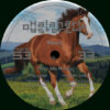 OYSTER53_1 Hear Me Neigh