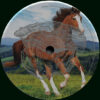 OYSTER53_2 Hear Me Neigh