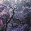 BUSH BASH LP