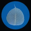 ZON002_2_600 The Bodhi EP