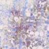 MFM074_2_600 Distorted Clamor