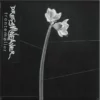 Dreamweaver LP
