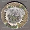 OYSTER60_2_600 Mershiy LP
