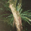 Collaborations II