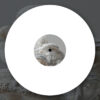 ANGL011_A SIDE Delavelour ''I've Gotta Heat'' Remixes by Isolée and Ohm Hourani