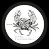 Shadi Megallaa - What Now