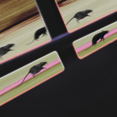 Rat Race