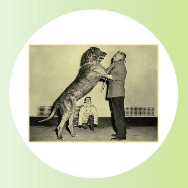 LOG3000.4 Elidir Fawr