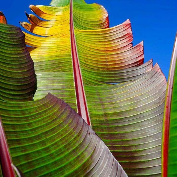 CS724253-01A-BIG Only Human