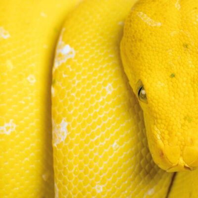 FGL_Vinyl024_Cover_Front Fragilistic