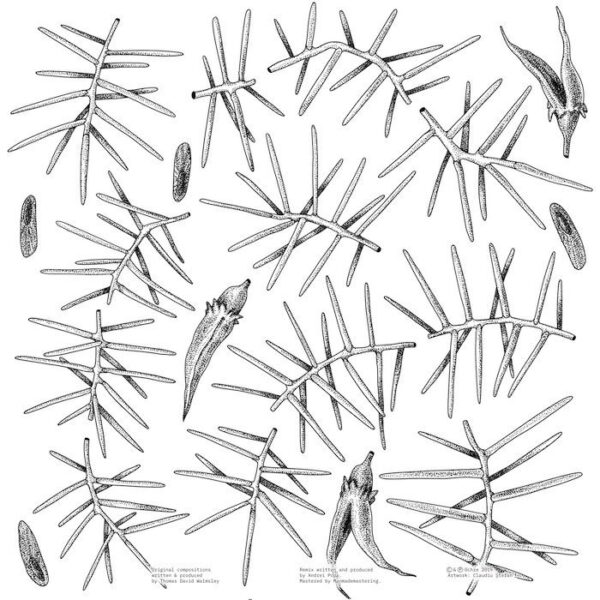 OCR001 2 Dagger / Hakea