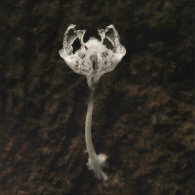 There's Something Inside Me