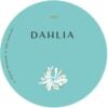 DAHLIA 999
