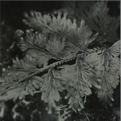 le roi est l’oiseau