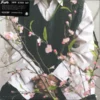 Cherry Blossom Baby LP